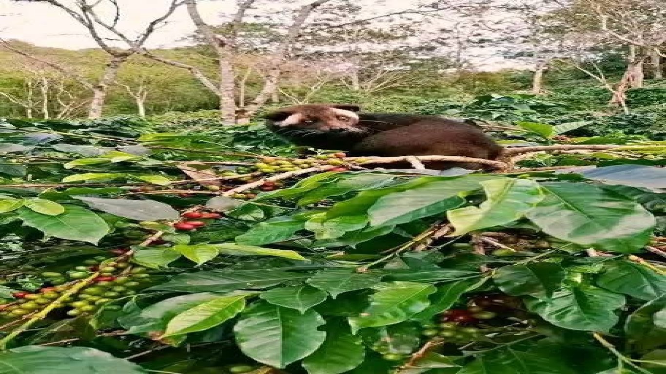 Proses Pembuatan Kopi Luwak yang Menarik