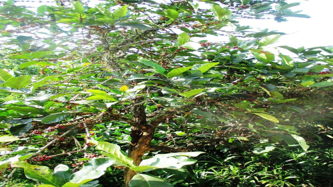 Mengapa Kopi Wonosalam Lebih Mahal Dibandingkan Kopi Lain