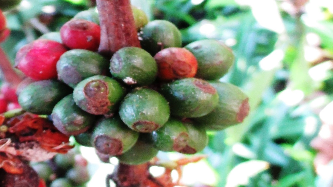 Kopi Wonosalam dalam Dunia Usaha Mikro