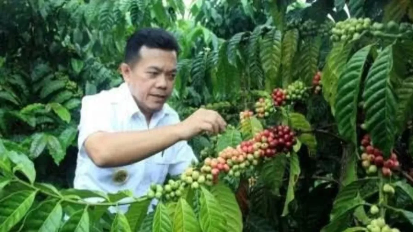 Kopi robusta dari Pegunungan Indonesia