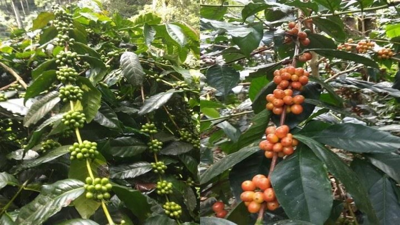 fakta model kemitraan petani kopi di Bondowoso