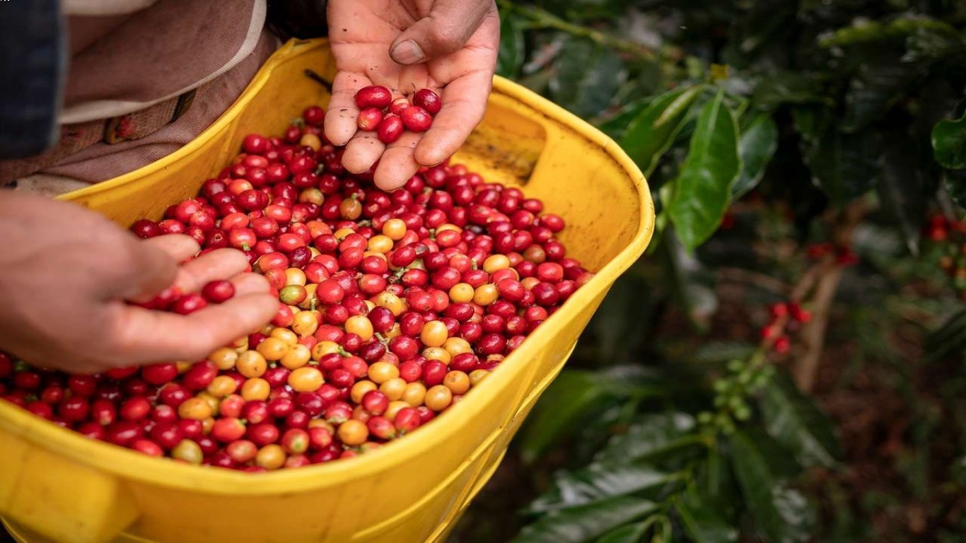 Kopi dan Perkembangan dalam Dunia Pariwisata