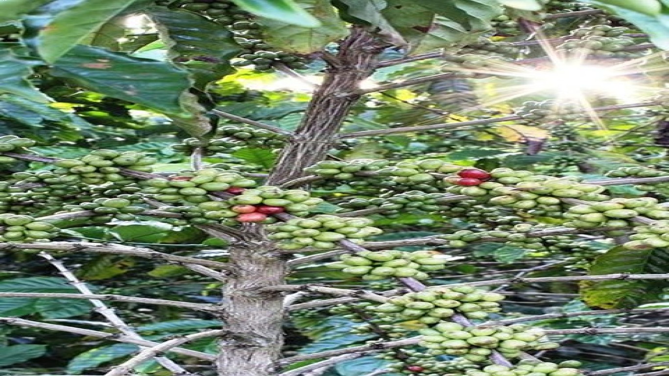 Perkebunan Kopi di Hindia Belanda