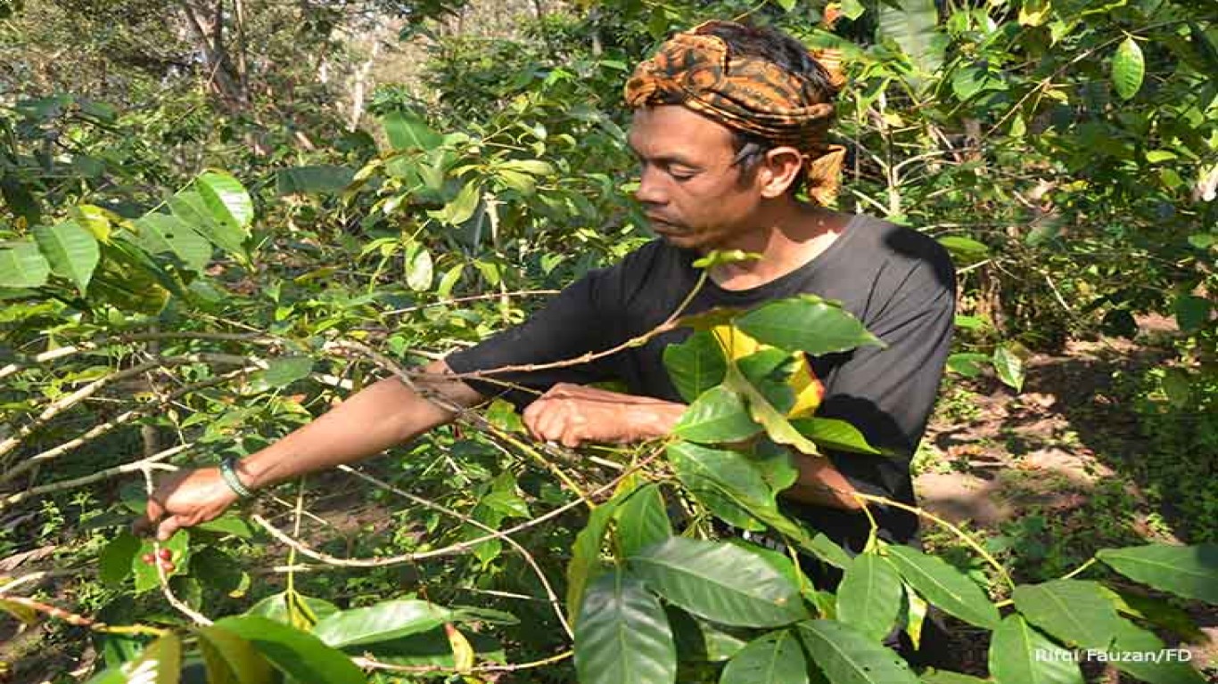 Kopi dan Keberlanjutan Lingkungan