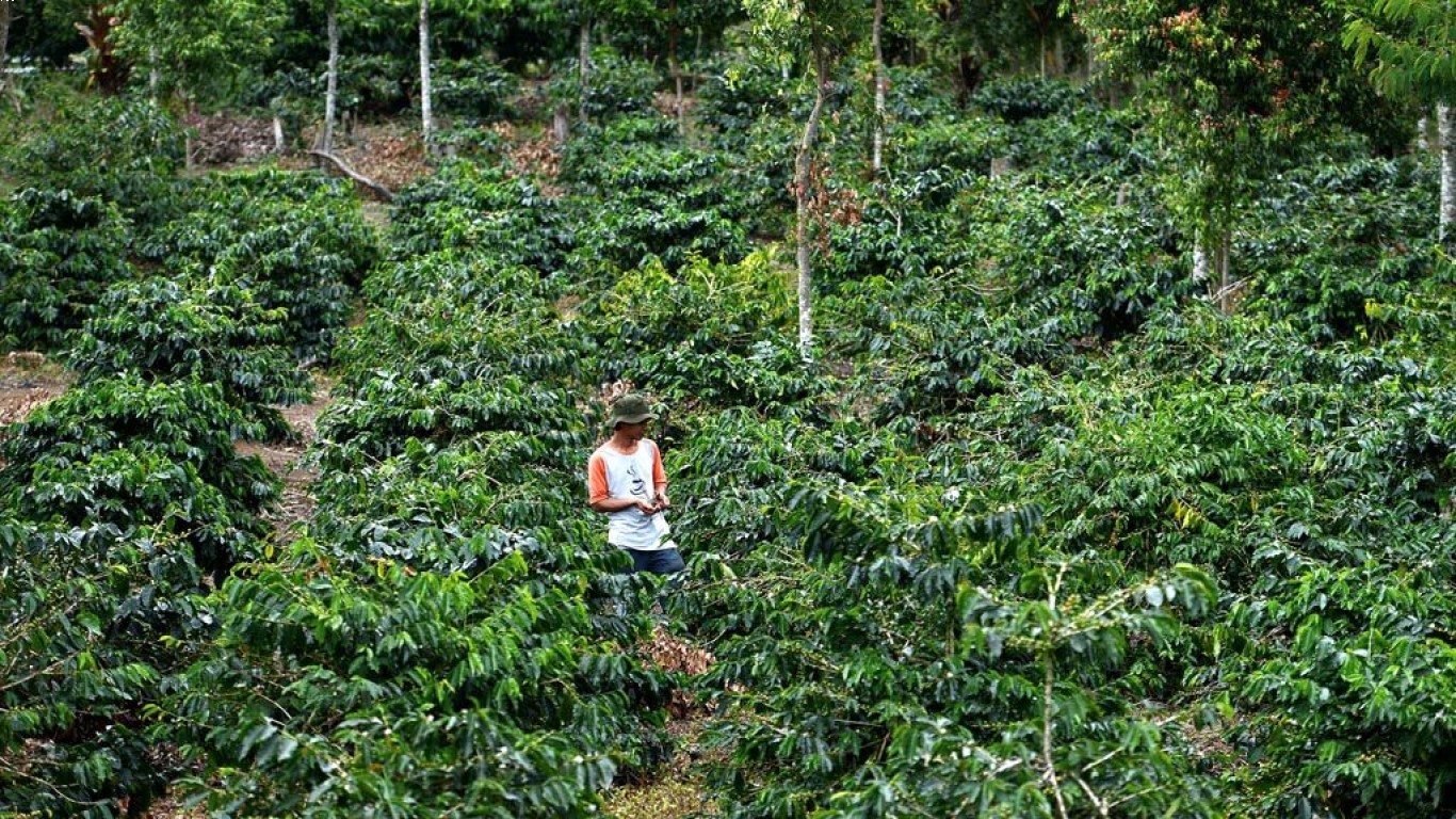 Dampak Sosial dari Perkebunan Kopi di Dunia