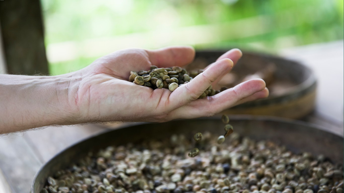 kopi excelsa wonosalam alternatif nikmat selain arabika dan robusta