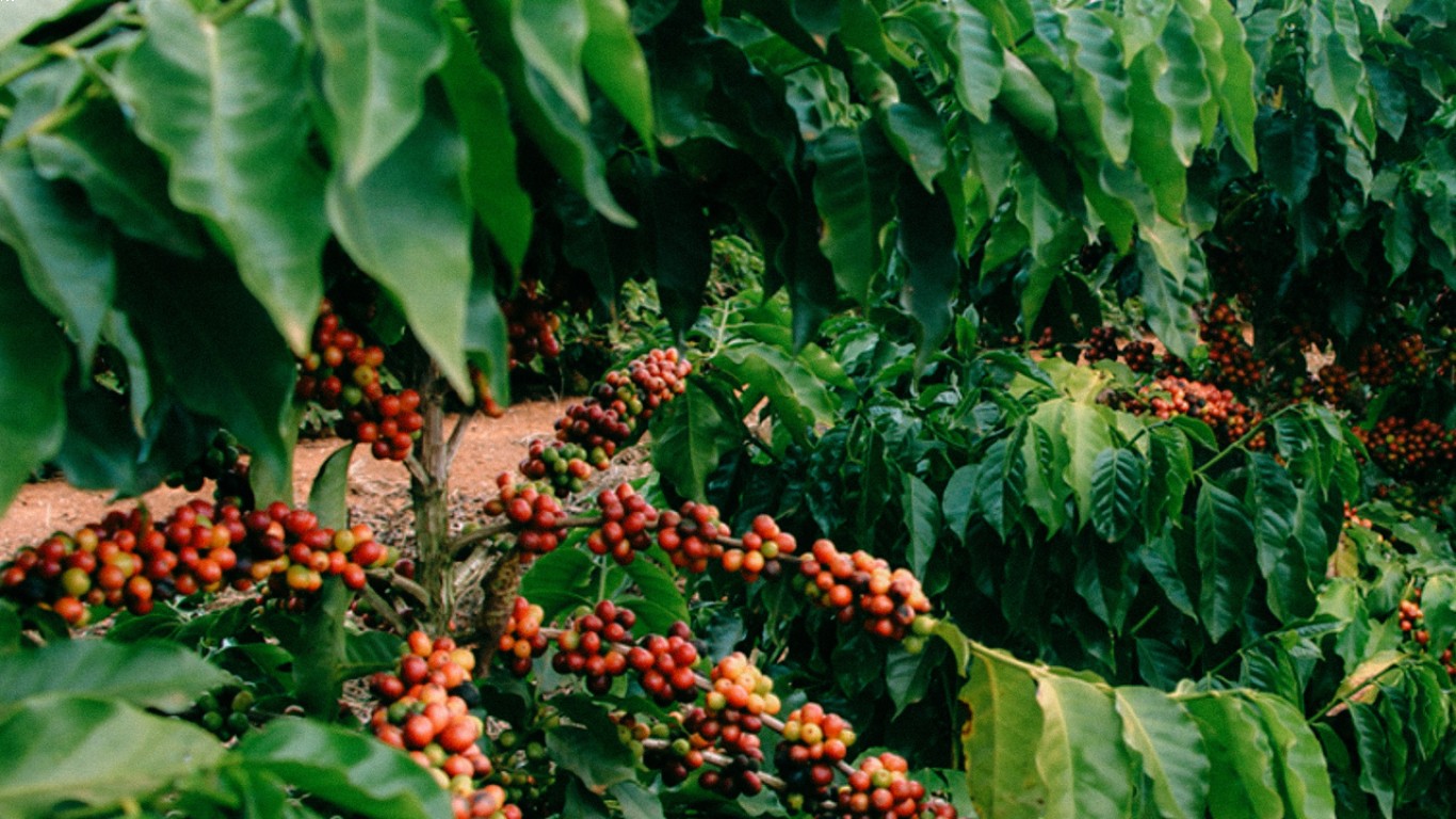 proses pascapanen kopi excelsa wonosalam yang memengaruhi rasa