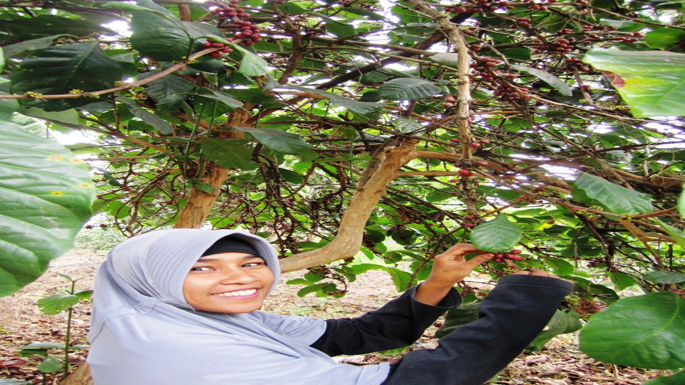 wisata kebun kopi excelsa di wonosalam yang edukatif