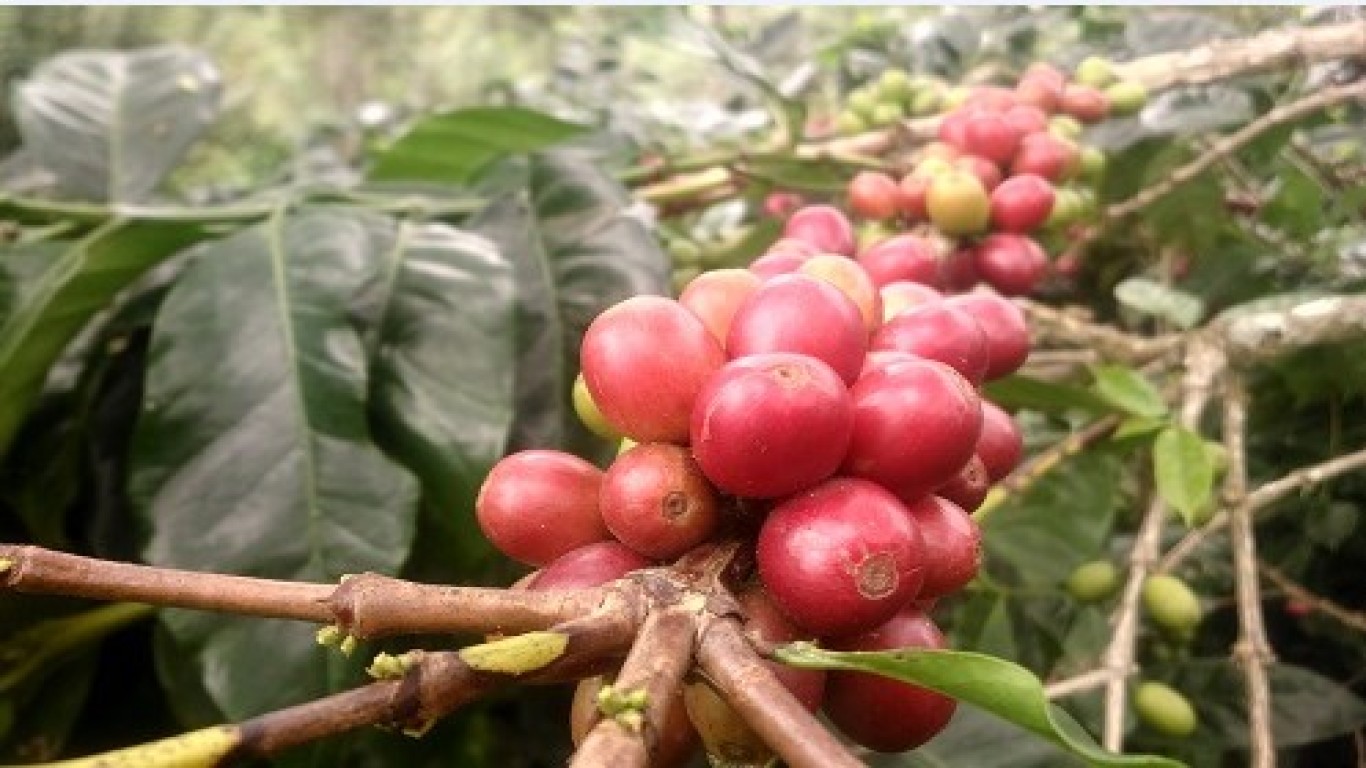 inovasi produk turunan dari kopi excelsa wonosalam.