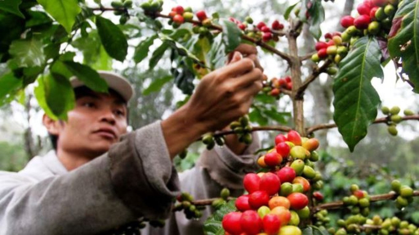 Respon petani kopi terhadap ancaman krisis perang tahun 2025