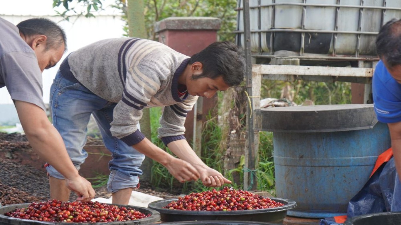 Kopi Lokal Indonesia Kebanggaan Petani Nusantara