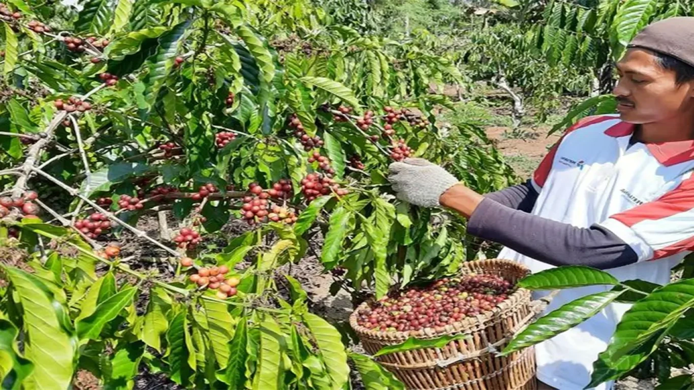 Keunikan Rasa Kopi Lokal Indonesia