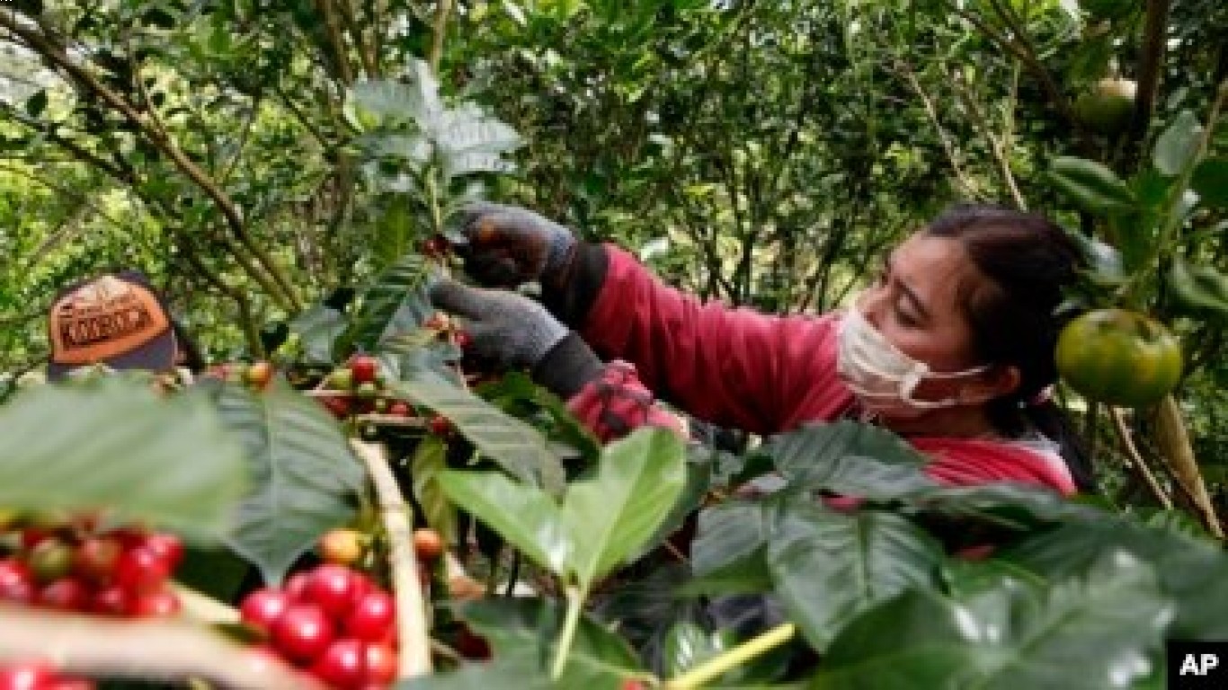 Analisa distribusi kopi di masa konflik september 2025
