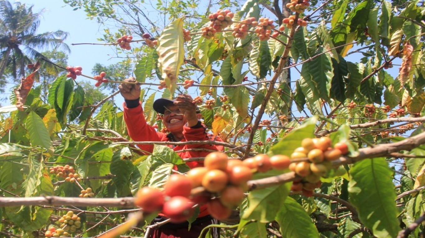 Kopi lokal di Indonesia dan peran petani kecil