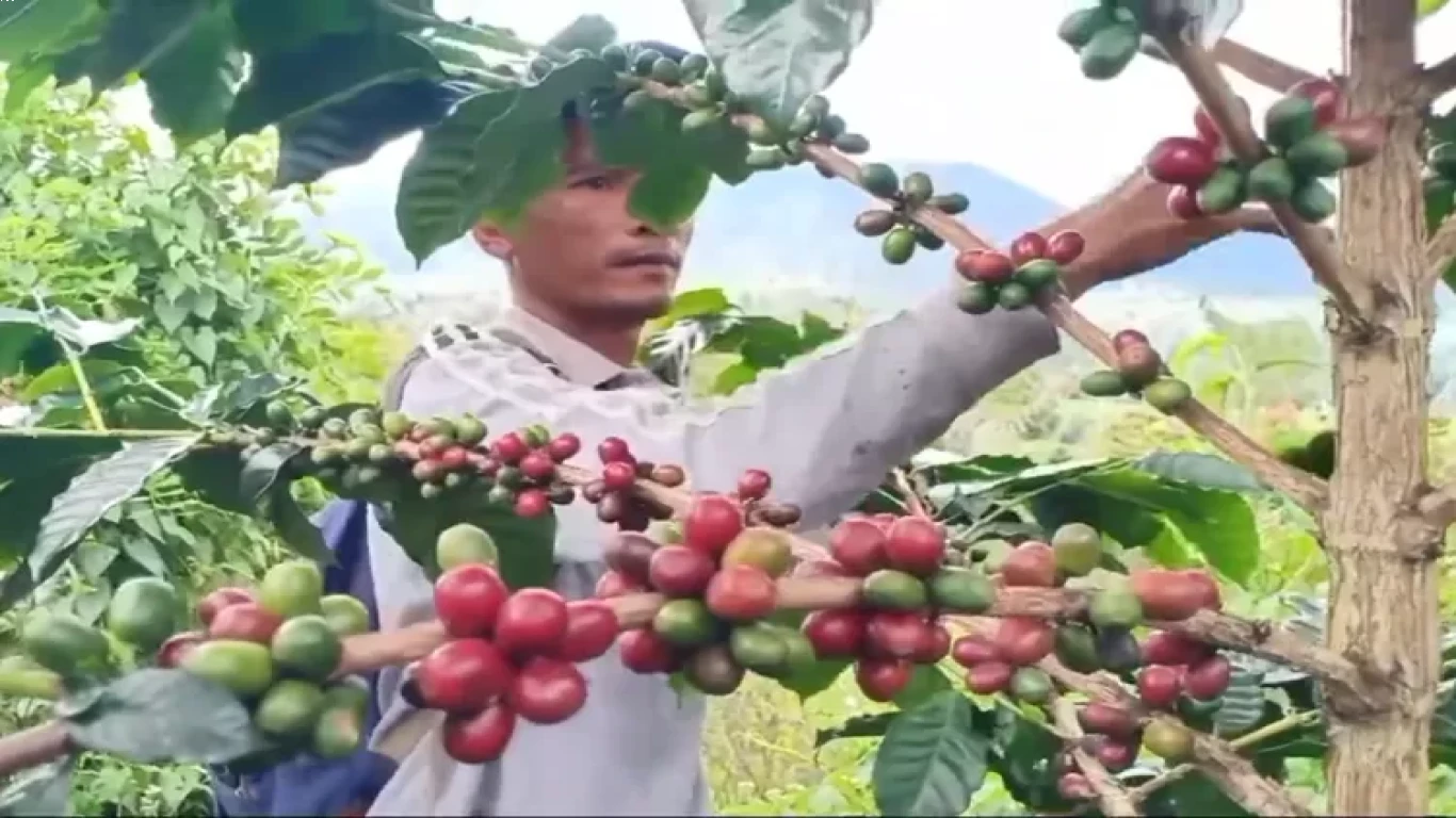Kopi lokal di Indonesia dalam persaingan global