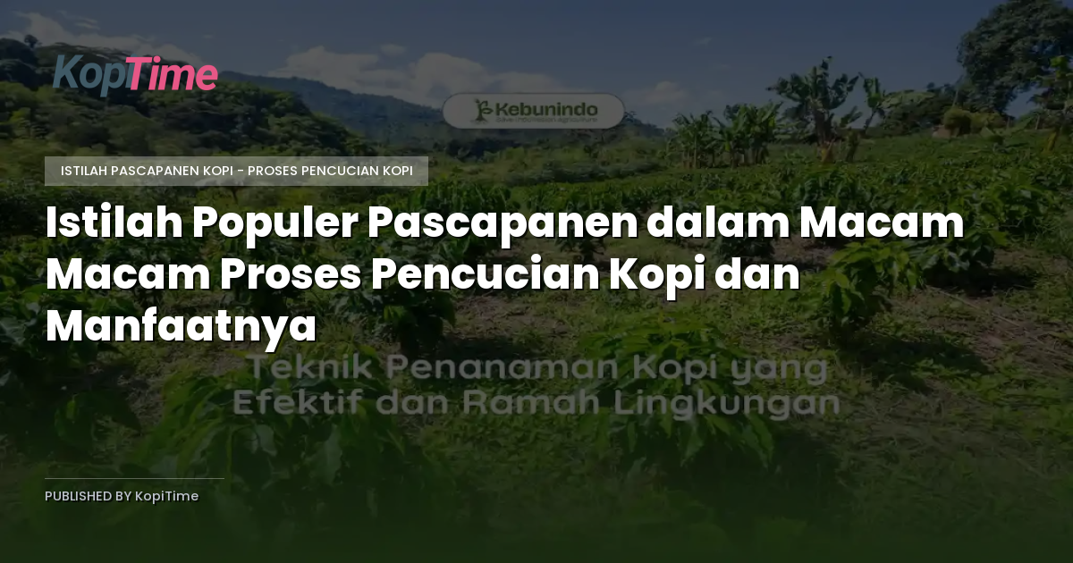 Istilah Populer Pascapanen dalam Macam Macam Proses Pencucian Kopi dan Manfaatnya
