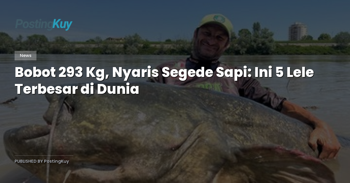 Bobot 293 Kg, Nyaris Segede Sapi: Ini 5 Lele Terbesar di Dunia