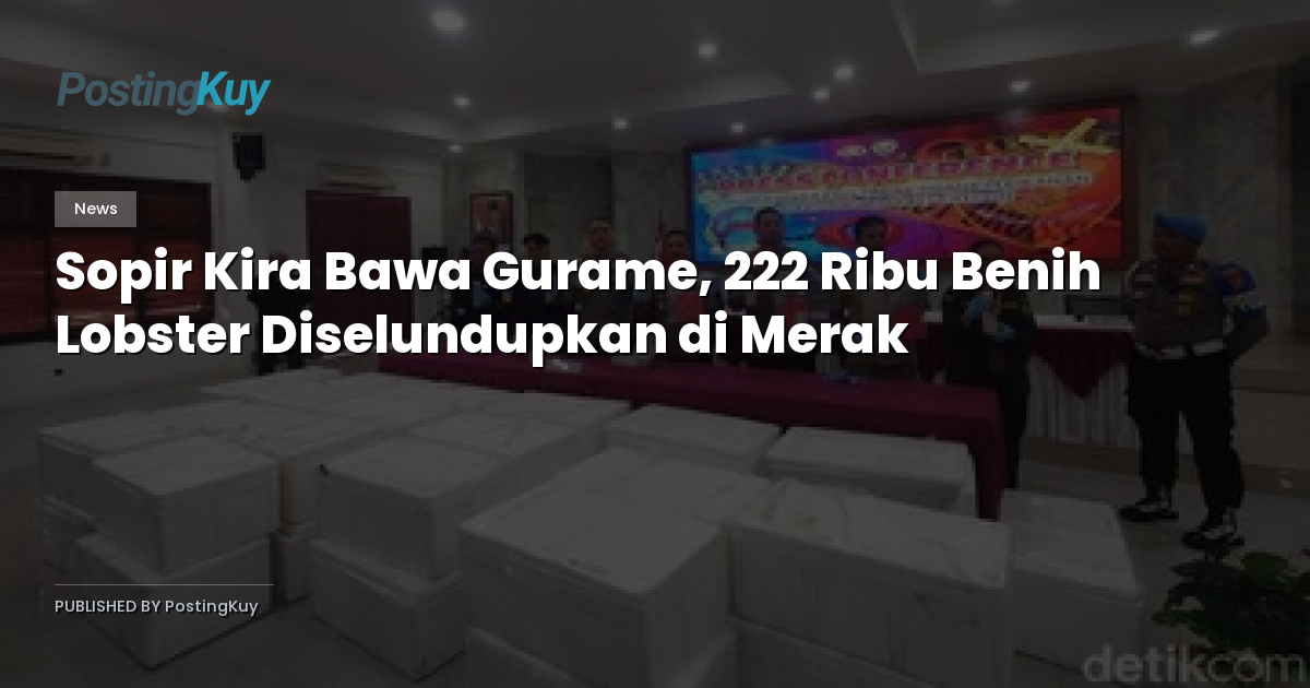 Sopir Kira Bawa Gurame, 222 Ribu Benih Lobster Diselundupkan di Merak