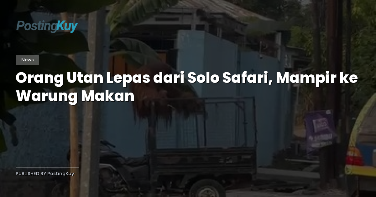 Orang Utan Lepas dari Solo Safari, Mampir ke Warung Makan