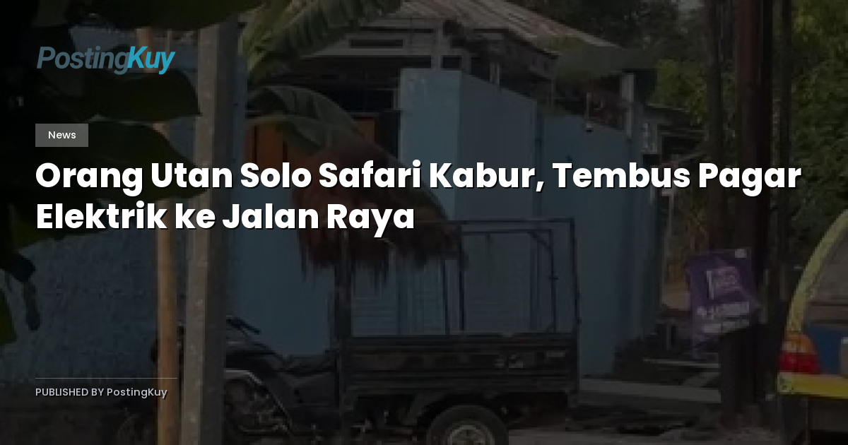 Orang Utan Solo Safari Kabur, Tembus Pagar Elektrik ke Jalan Raya