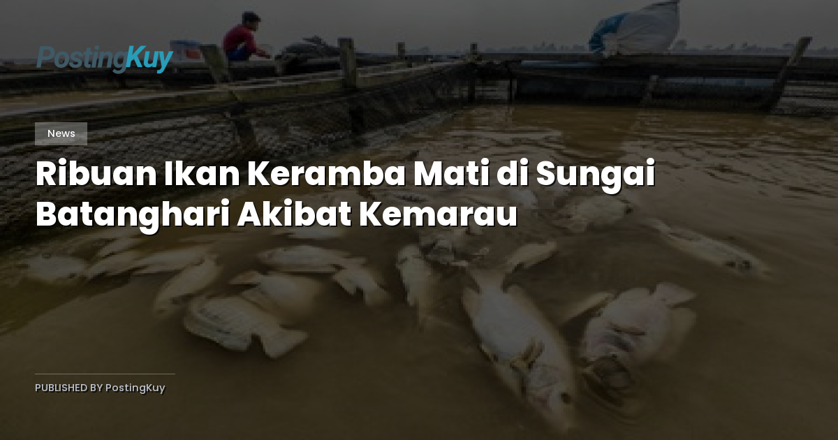 Ribuan Ikan Keramba Mati di Sungai Batanghari Akibat Kemarau