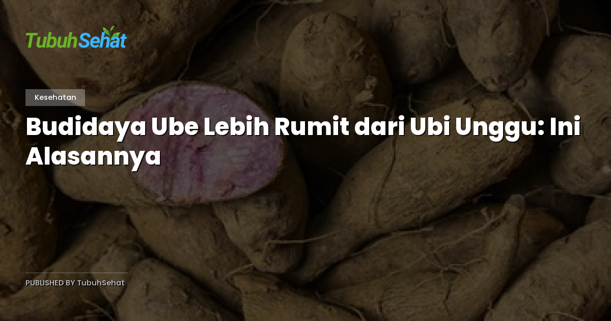 Budidaya Ube Lebih Rumit dari Ubi Unggu: Ini Alasannya