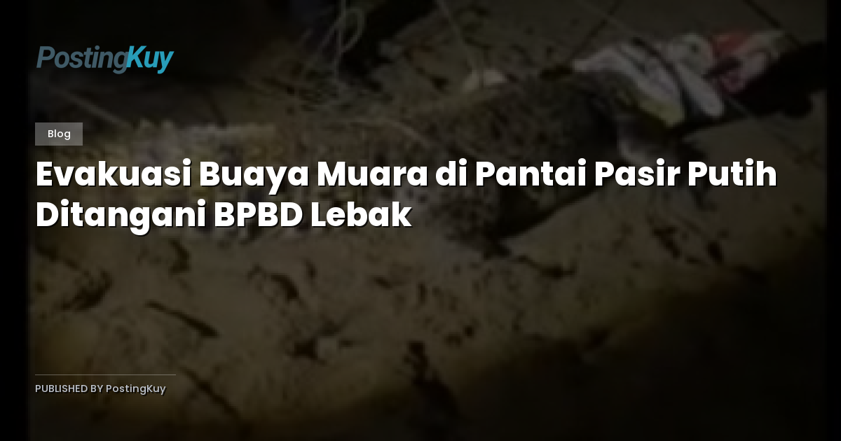 Evakuasi Buaya Muara di Pantai Pasir Putih Ditangani BPBD Lebak