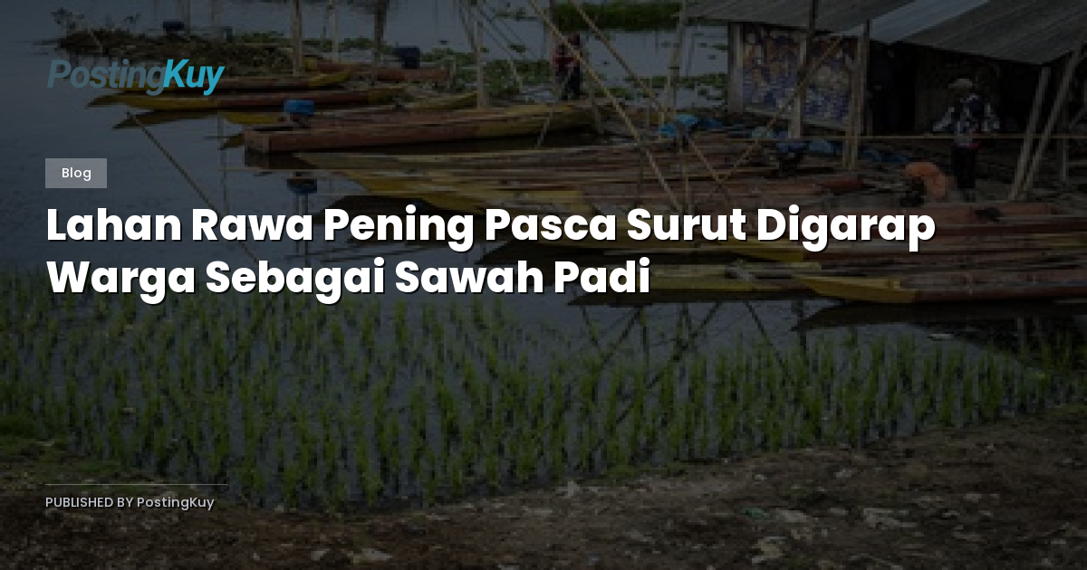 Lahan Rawa Pening Pasca Surut Digarap Warga Sebagai Sawah Padi