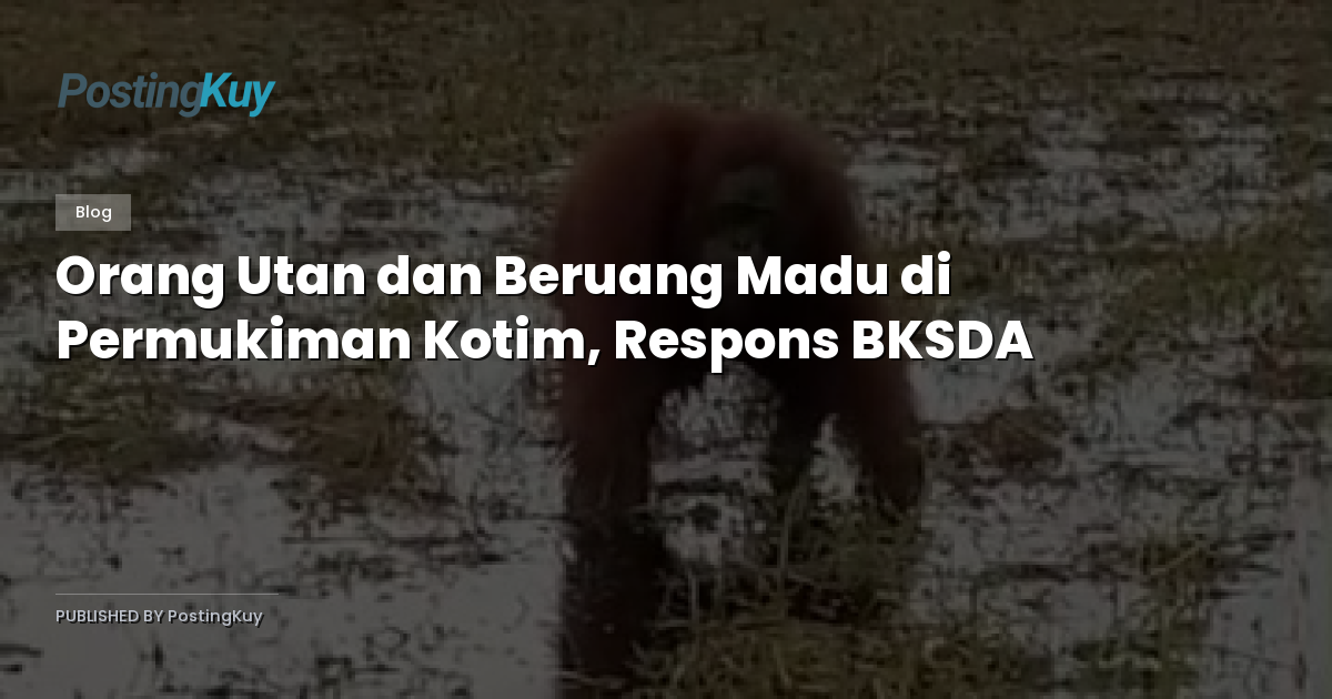 Orang Utan dan Beruang Madu di Permukiman Kotim, Respons BKSDA