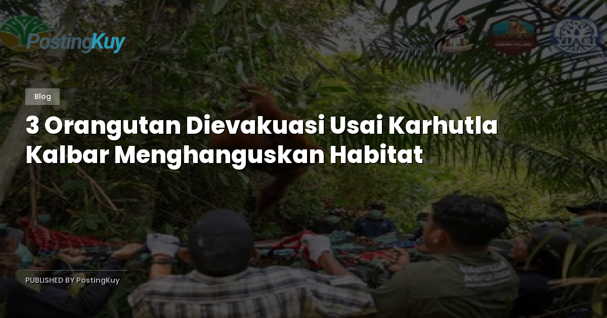 3 Orangutan Dievakuasi Usai Karhutla Kalbar Menghanguskan Habitat