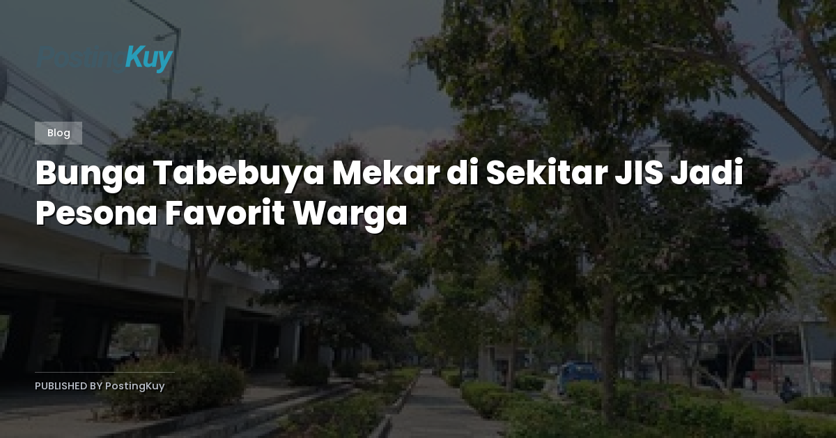 Bunga Tabebuya Mekar di Sekitar JIS Jadi Pesona Favorit Warga