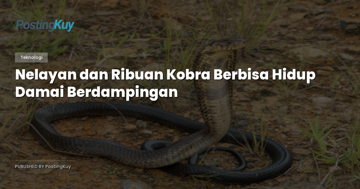 Nelayan dan Ribuan Kobra Berbisa Hidup Damai Berdampingan