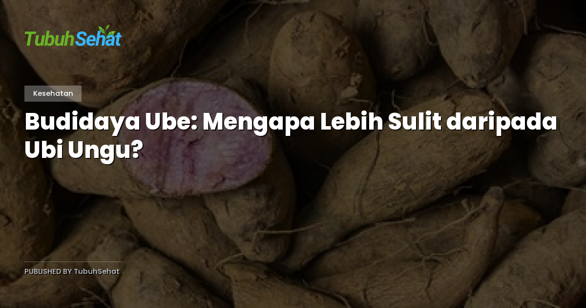 Budidaya Ube: Mengapa Lebih Sulit daripada Ubi Ungu?