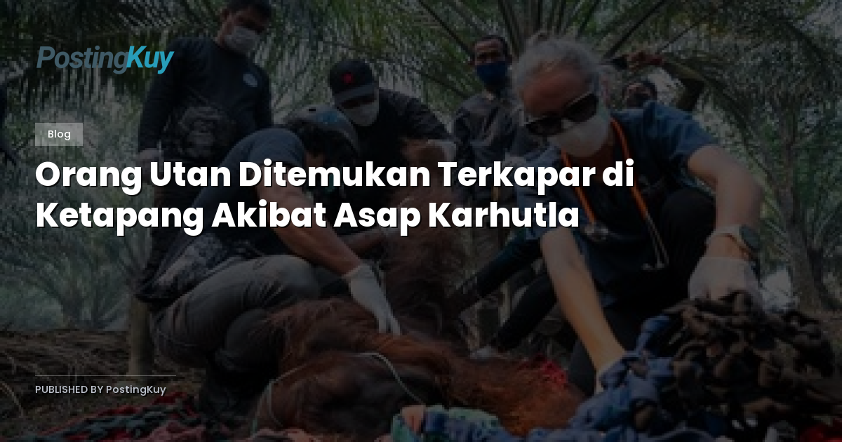Orang Utan Ditemukan Terkapar di Ketapang Akibat Asap Karhutla