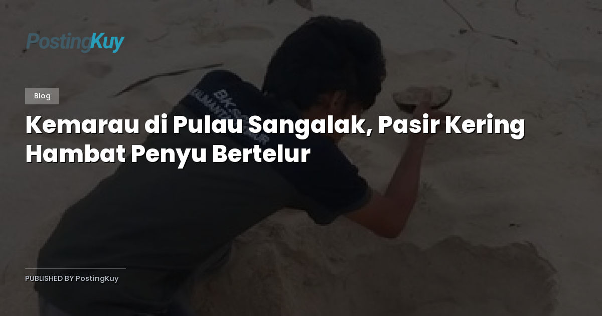 Kemarau di Pulau Sangalak, Pasir Kering Hambat Penyu Bertelur