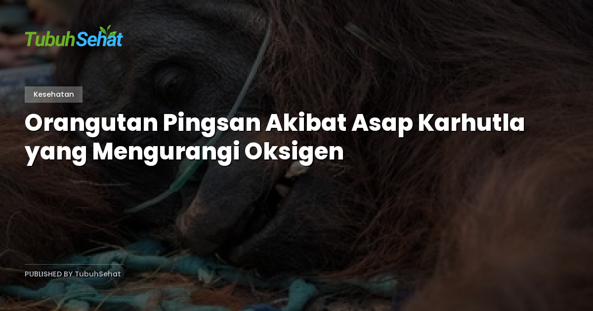 Orangutan Pingsan Akibat Asap Karhutla yang Mengurangi Oksigen