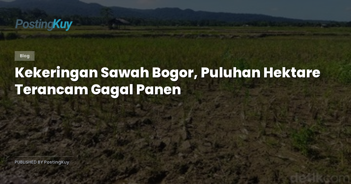 Kekeringan Sawah Bogor, Puluhan Hektare Terancam Gagal Panen
