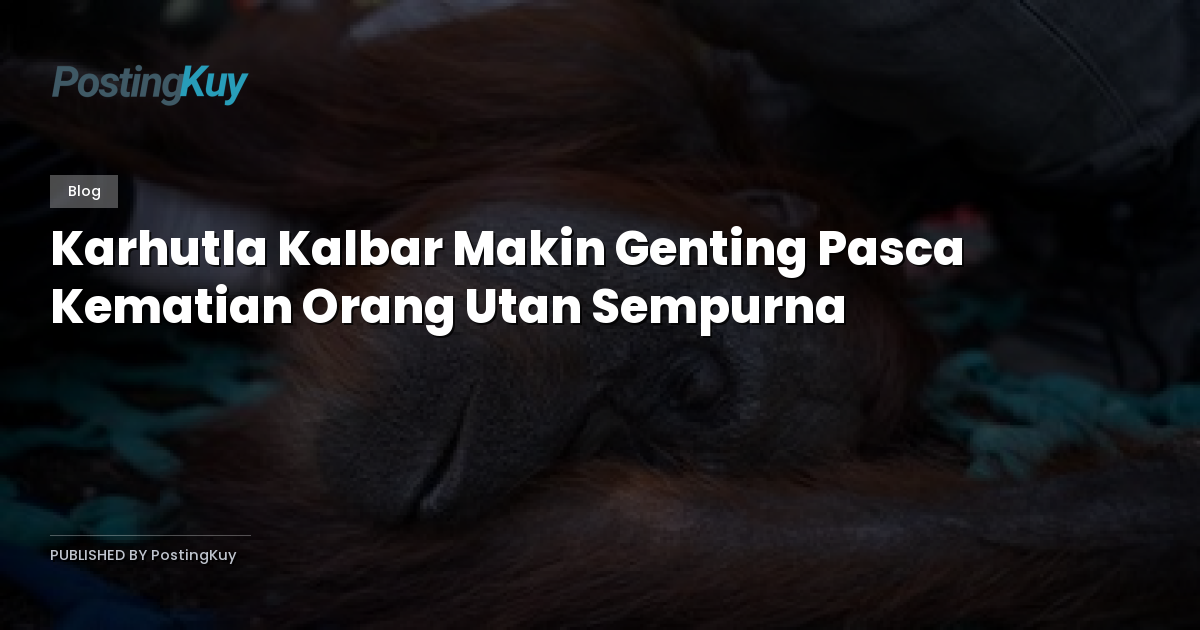 Karhutla Kalbar Makin Genting Pasca Kematian Orang Utan Sempurna