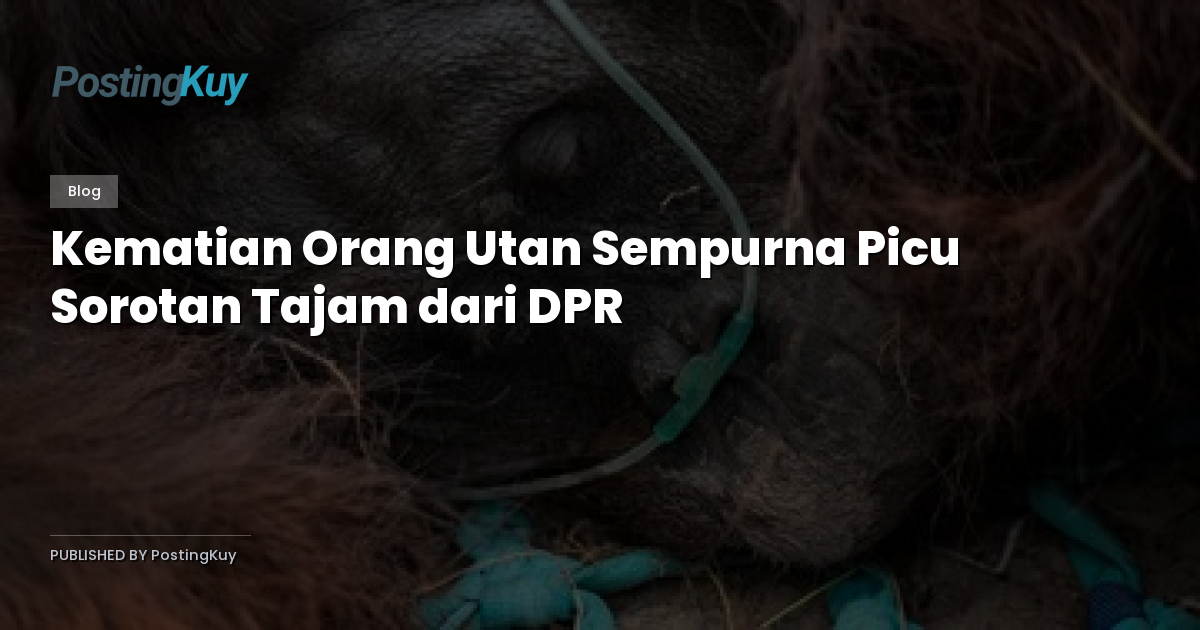 Kematian Orang Utan Sempurna Picu Sorotan Tajam dari DPR