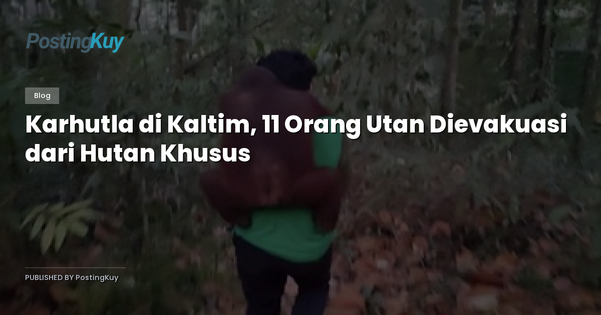 Karhutla di Kaltim, 11 Orang Utan Dievakuasi dari Hutan Khusus