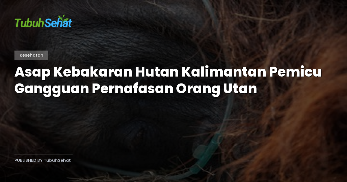 Asap Kebakaran Hutan Kalimantan Pemicu Gangguan Pernafasan Orang Utan