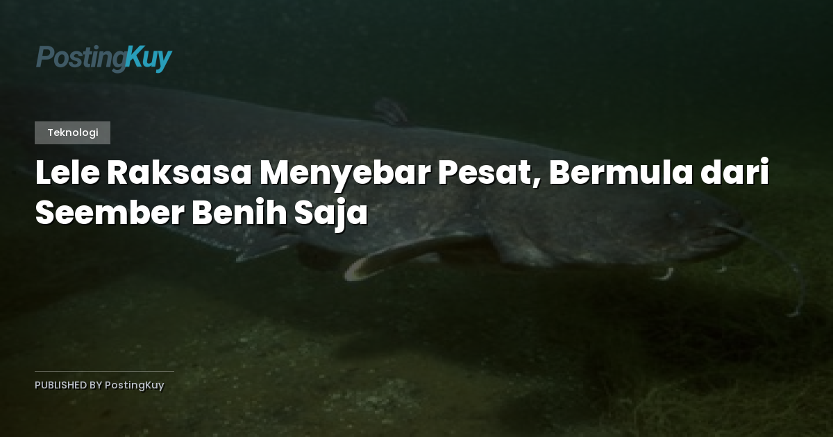 Lele Raksasa Menyebar Pesat, Bermula dari Seember Benih Saja