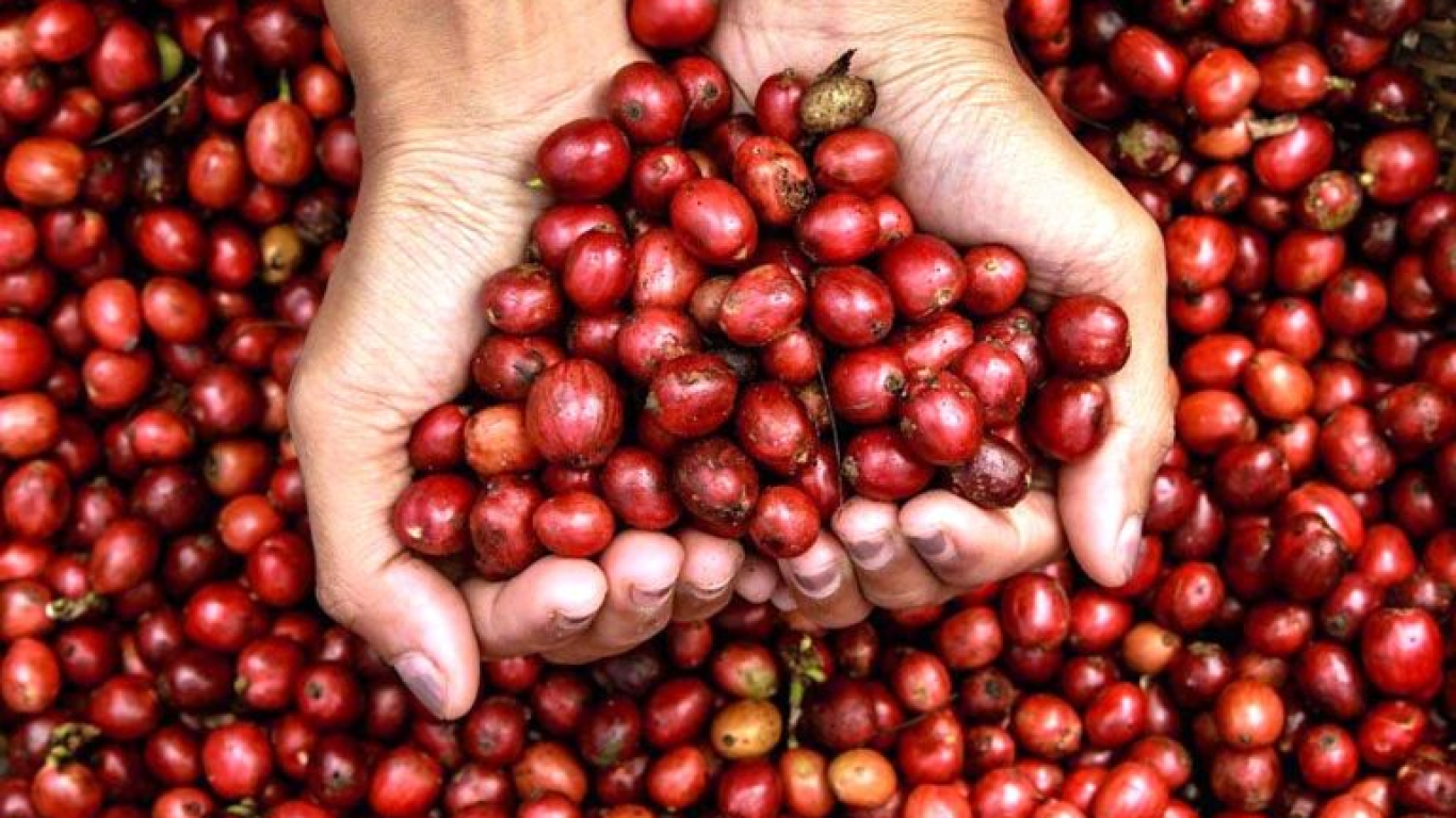 Kopi Berkelanjutan di Tahun 2026 dan Tantangan Lingkungan