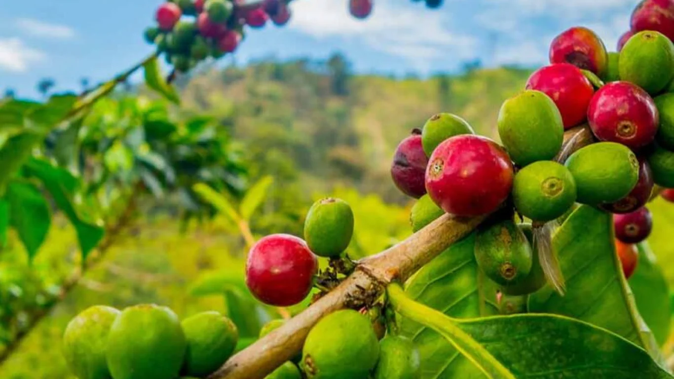 Dampak Perubahan Iklim terhadap Kopi di Tahun 2026