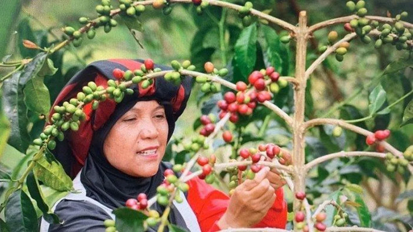 Dampak El Nino terhadap Produksi Kopi Nasional